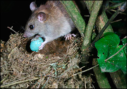 Ship rat eating an egg from a bird nest. Photo: David Mudge