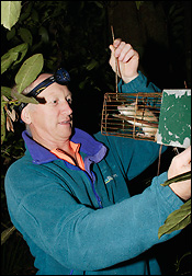 John Innes cheking a trapped ship rat. Photo: Neil Fitzgerald