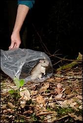 Radio collared ship rat being released. Photo: Neil Fitzgerald
