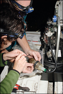 Fitting a radio transmitter to an anaesthetised ship rat. Photo: Neil Fitzgerald